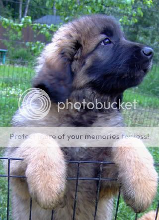 poza caine leonberger pui simpatic