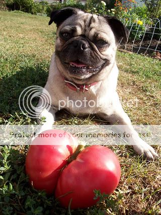 poza caine pug meditand la avantajele vegetarianismului