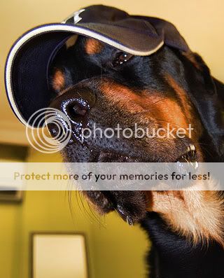 poza caine rottweiler amator de baseball