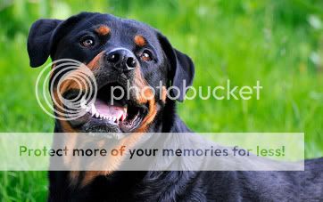 poza trasaturi rottweiler