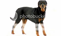 poze caini Rottweiler