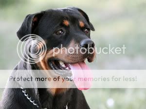 poze caini paza rottweiler