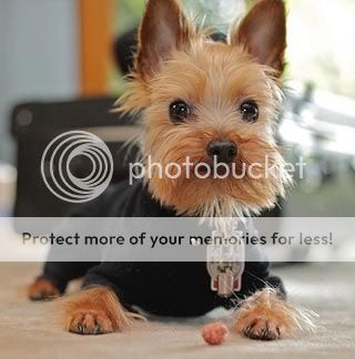 poza caine Yorkshire Terrier imbracat pentru o cina protocolara