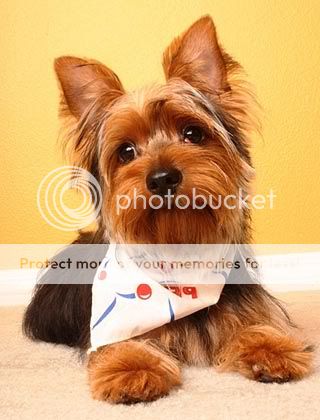 poza caine Yorkshire Terrier cu bavetica