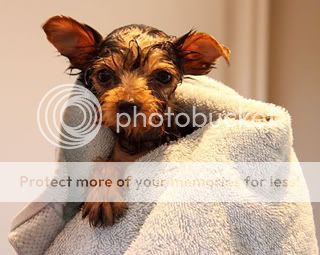 poza caine Yorkshire Terrier pui, invelit in prosop