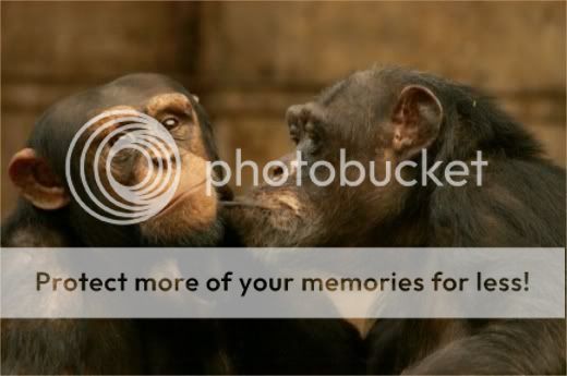 monkey kissing Pictures, Images and Photos