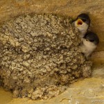 two juvenile housemartins crying for food