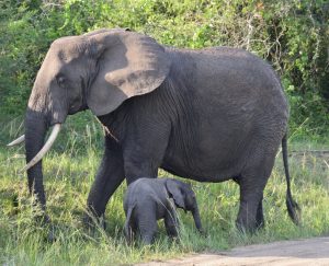 animals from uganda-pictures by albi