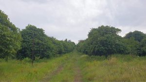 PAV-Plantation trees-2