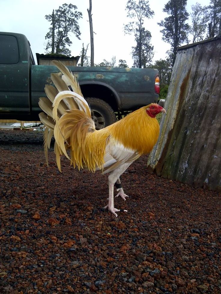 Game Rooster For Sale Hawaiian whitegold game fowl