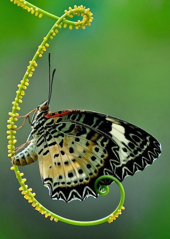 Butterfly Beauty