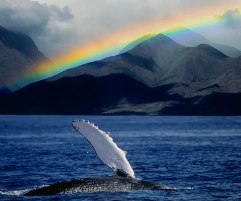 Maui Whale Watching Tours | Humpback Whale Watch Cruises