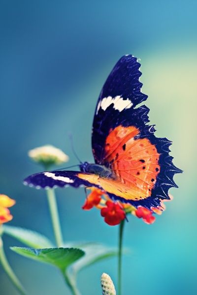 butterfly