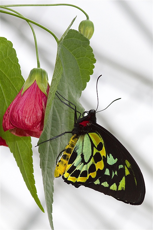 Butterfly on red blossoms