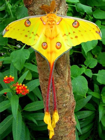 Comet moth or Madagascan Moon Moth