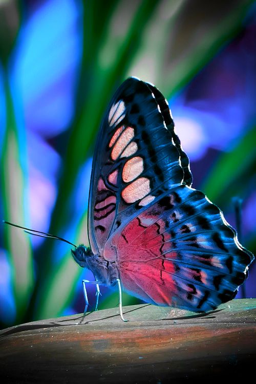 butterfly #colours #colour #