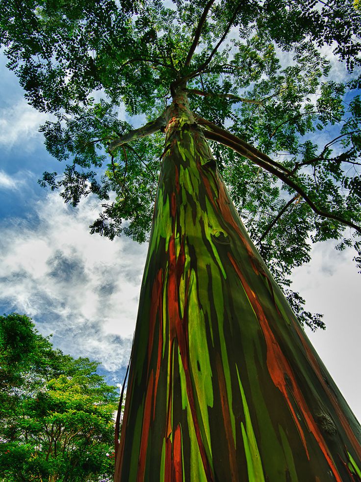 The rainbow eucalyptus, which grows throughout the South Pacific, is prized for both the colorful patches left by its shedding bark and for its pulpwood, which is used to make paper.