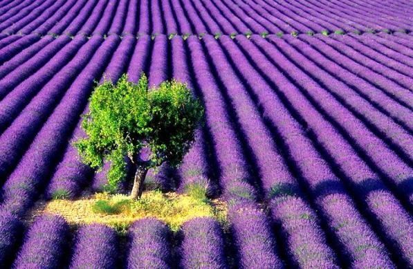 Maui lavender farm is on my list of things to do.