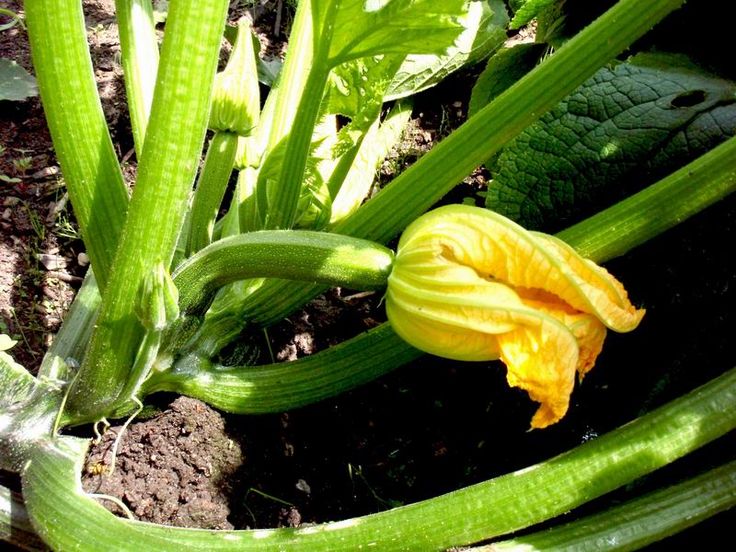 Voedwel, natuurlijk voedingsadvies, courgetteplant