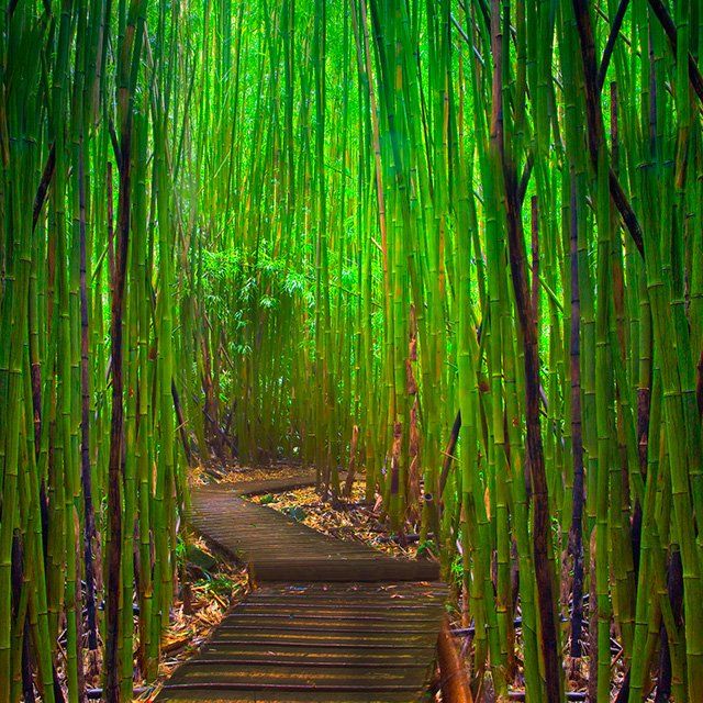 Hana Highway Bamboo Forest, Maui