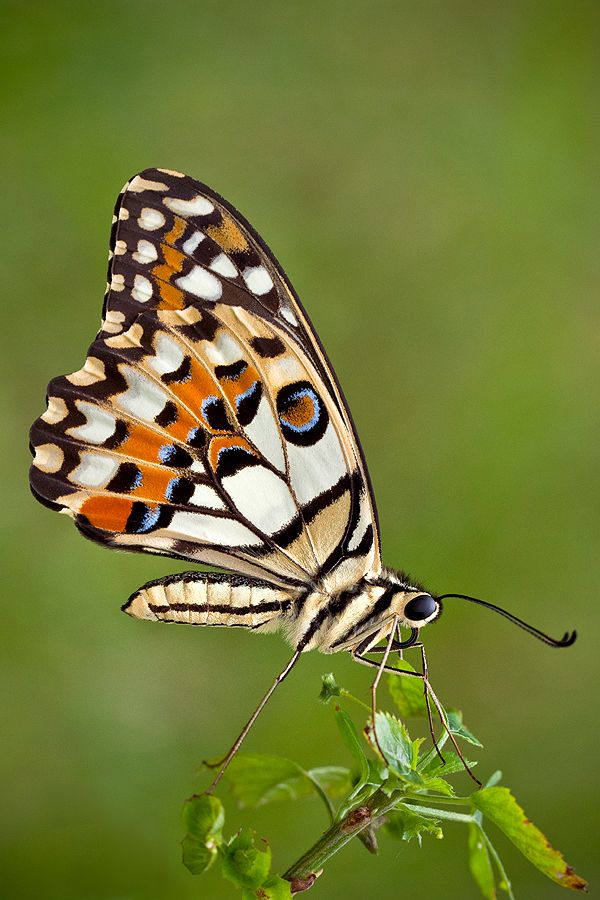 ~~BEAUTY ~ butterfly by Lessy Sebastian~~