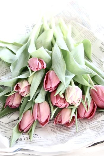 Tulipes