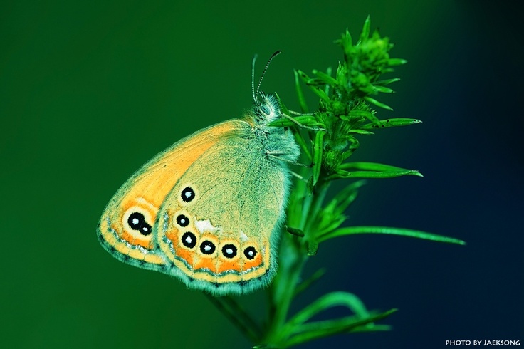 Coenonympha amaryllis