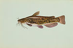 Brown bullhead catfish