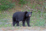 Photo of the Week - Black Bear (ME)