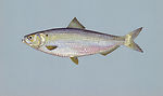 Blueback herring