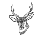 Deer Head