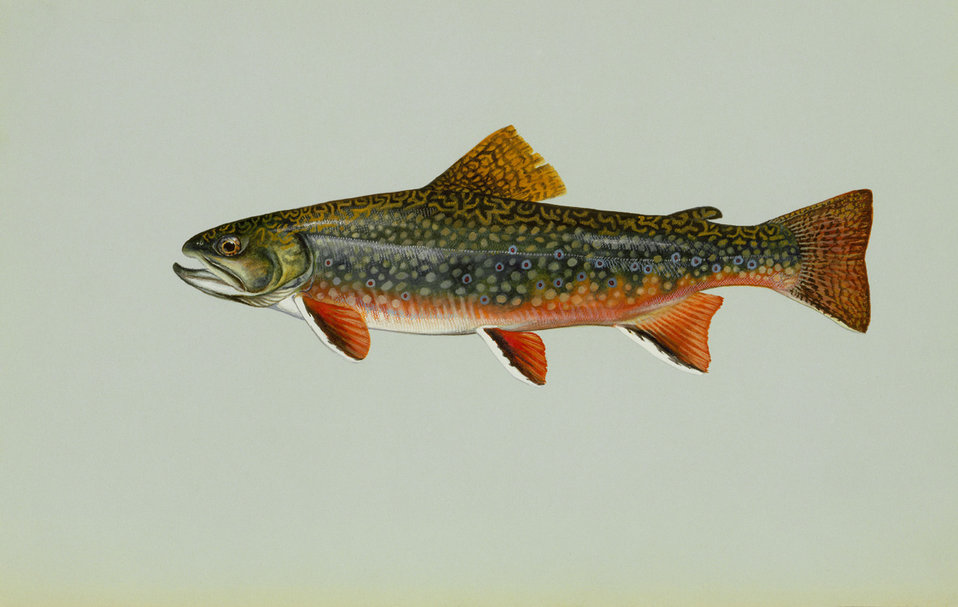 Brook trout artwork