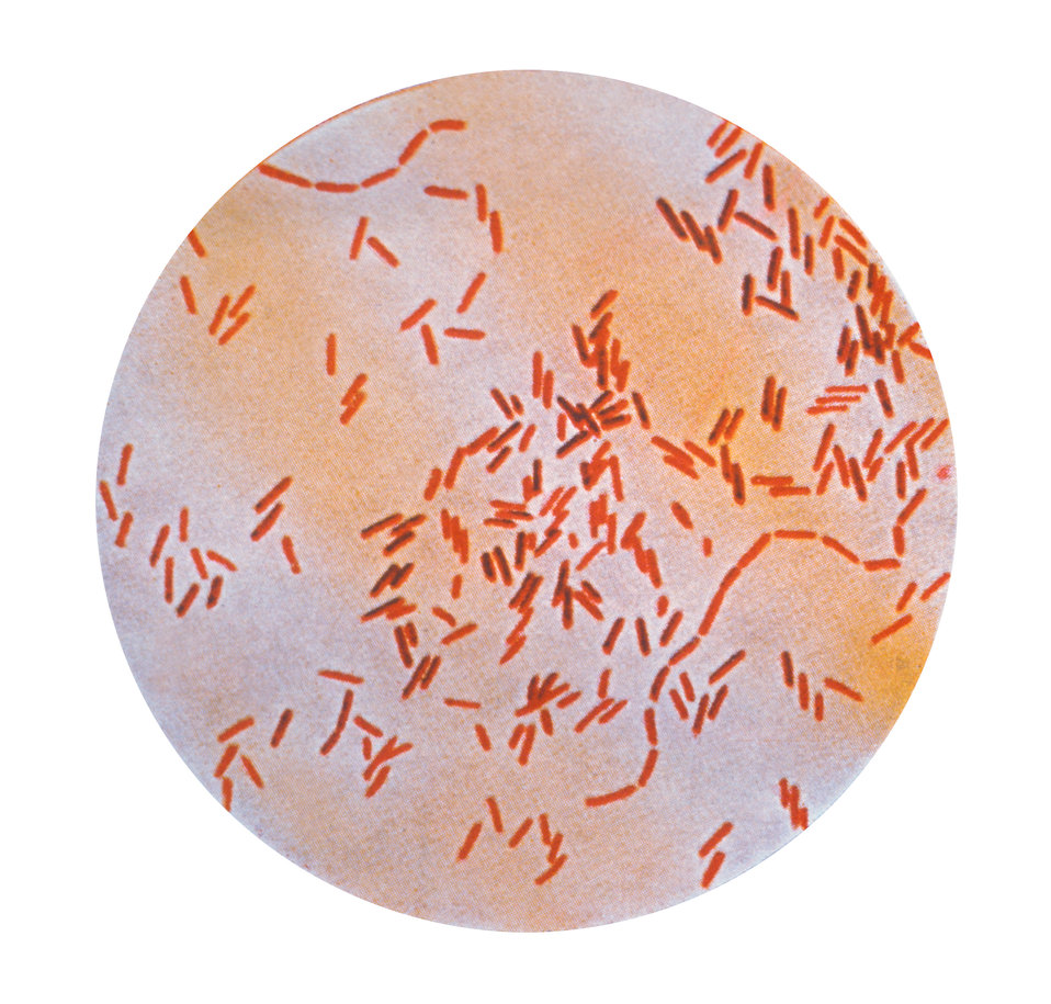 A photomicrograph of  Salmonella typhosus bacteria using a Gram stain technique.