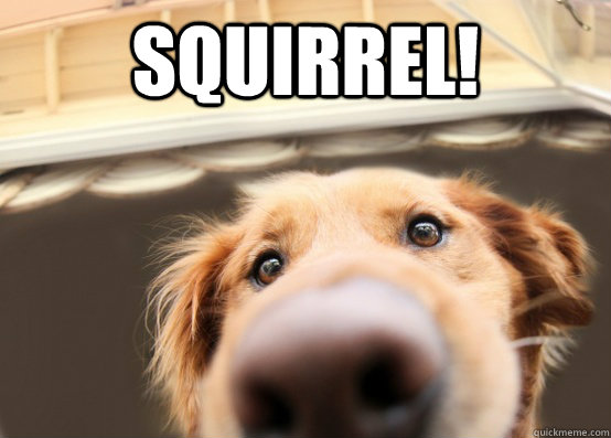 Squirrel!   