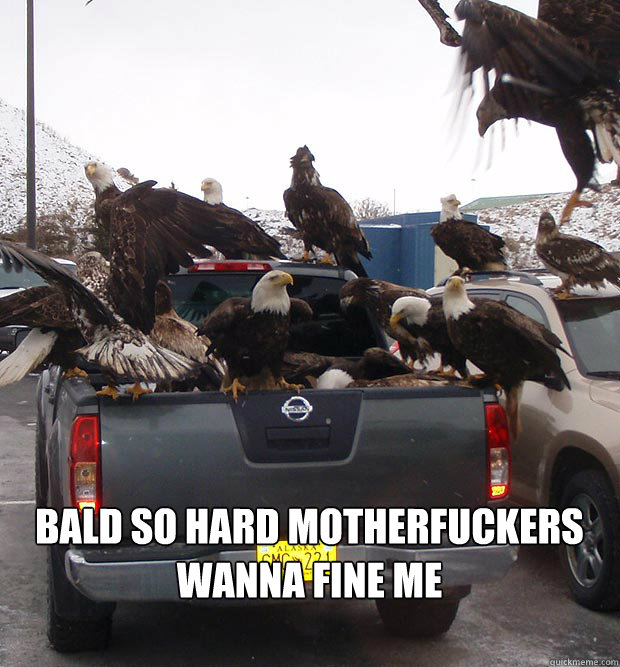 Bald So Hard Motherfuckers wanna fine me  Bald Eagle