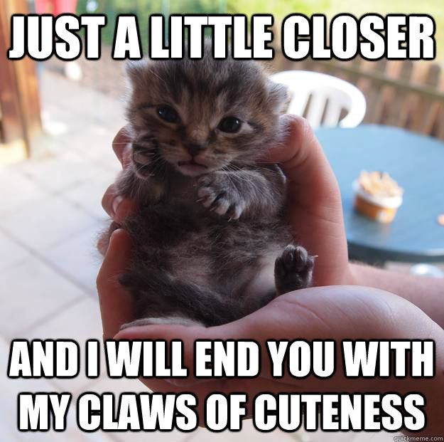 Just a little closer and I will END YOU WITH MY CLAWS OF CUTENESS  Death kitten