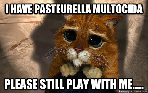 I have Pasteurella multocida Please still play with me.....  