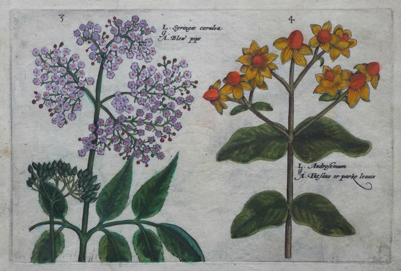 Print - L. Syringae cerulea
L. Androsemum - Van