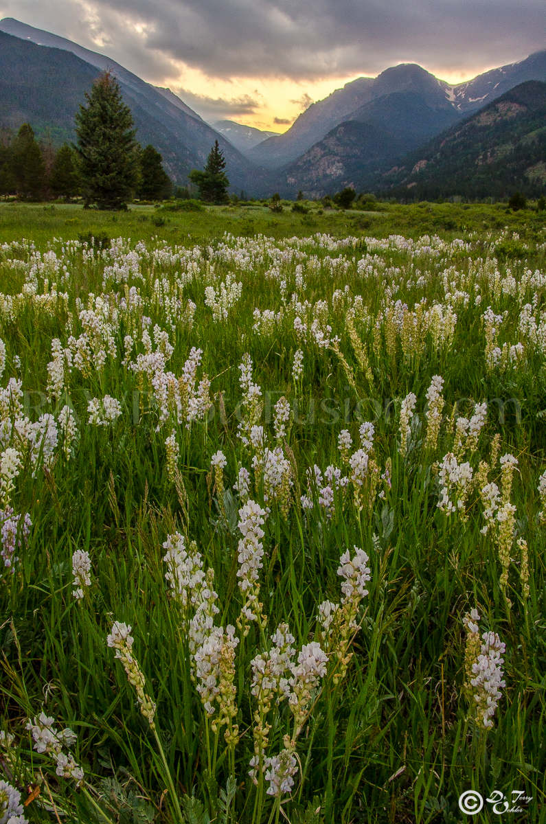 Flower Meadow