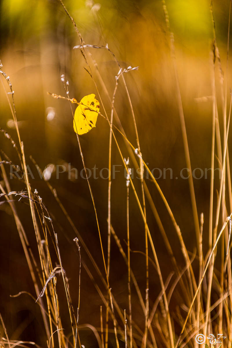 Lonely Leaf