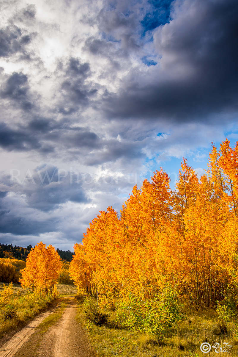 Fall Color Road