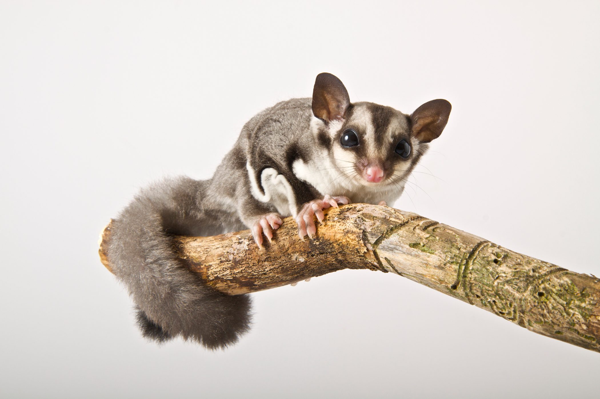 Australian Sugar Glider For Sale