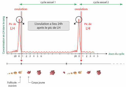 graphique-ovulation