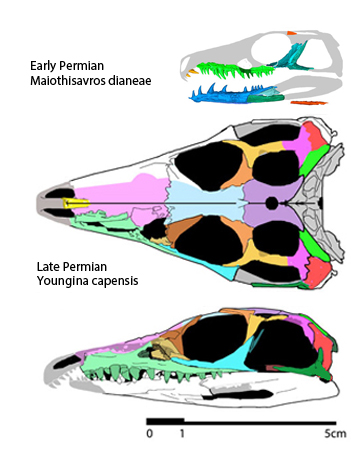 Youngina holotype AMNH 5561