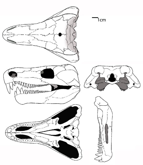 Limnoscelis skull