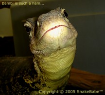 asian water monitor close up