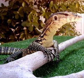 asian water monitor