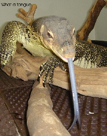 asian water monitor