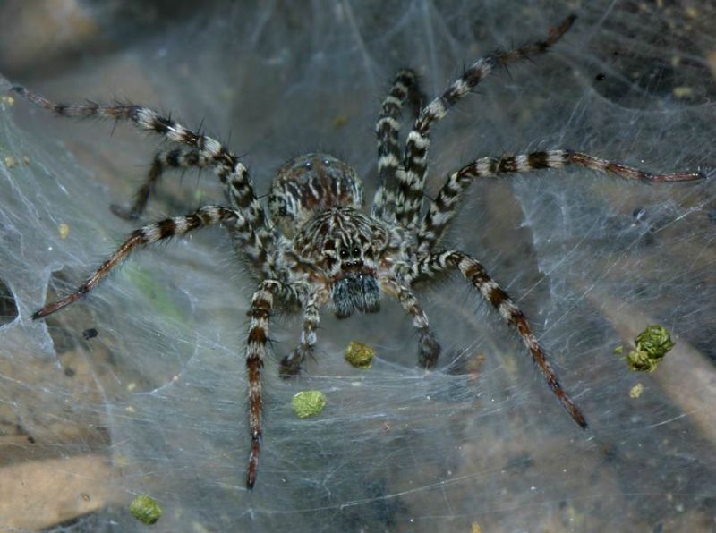 Cat Tien tunnel web spider with frass