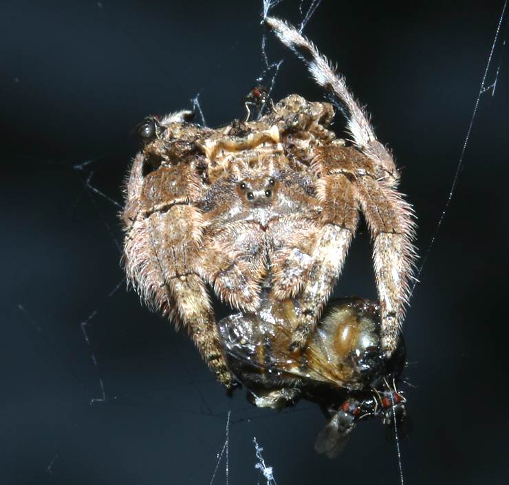 strangely shaped spider with bee and flies